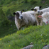 Schafe – fotografiert von Simon Walther auf den Bergweg zur Bitschhornhütte hoch über dem Lötschtal im Wallis.